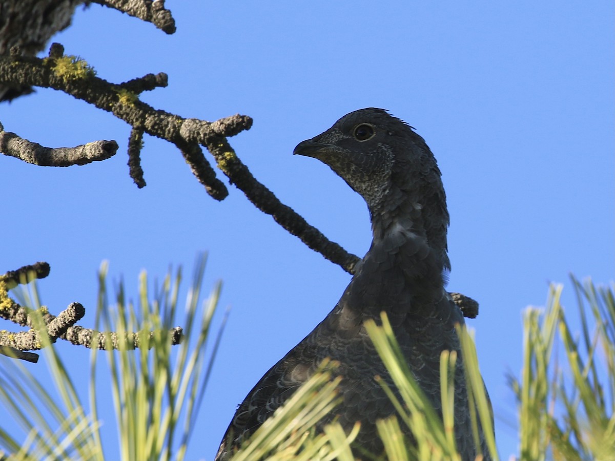 Sooty Grouse - ML644518958
