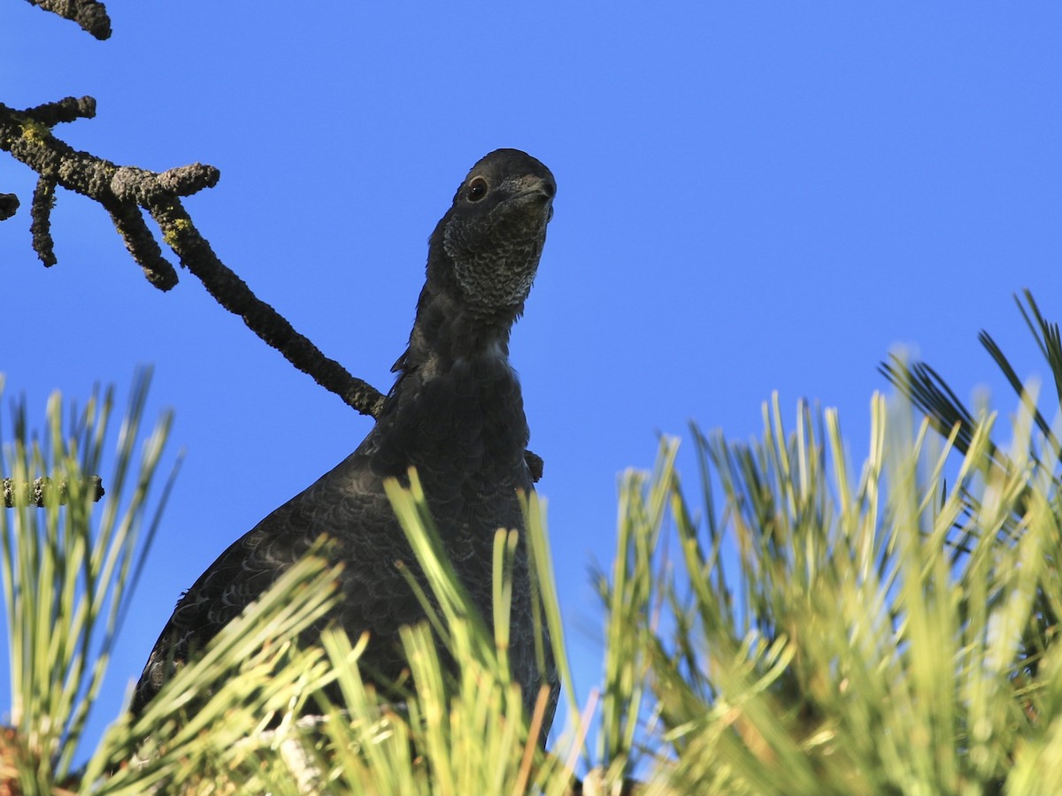 Sooty Grouse - ML644518959
