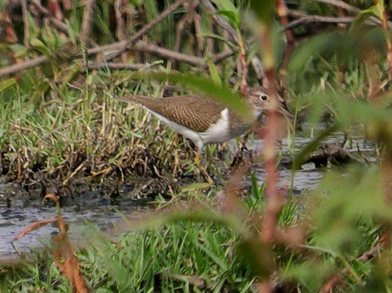 Dere Düdükçünü - ML644518962