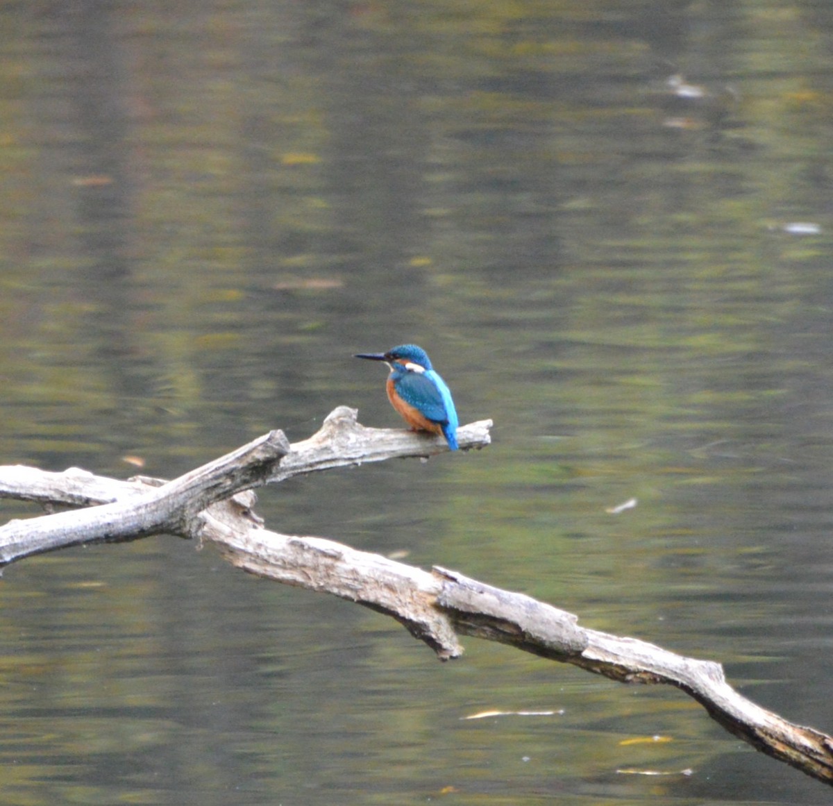 Common Kingfisher - ML644518967