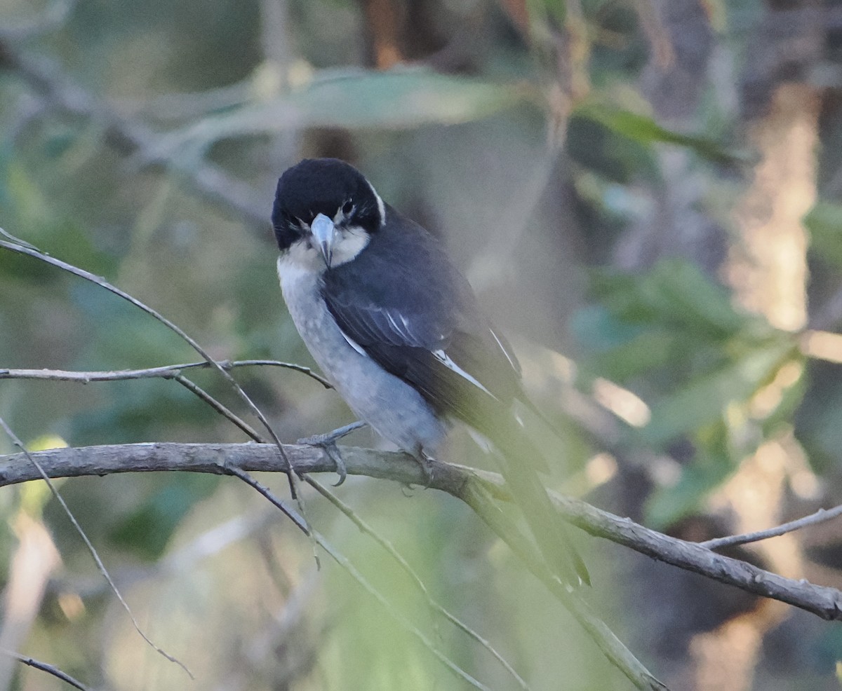 ハイイロモズガラス - ML644518970