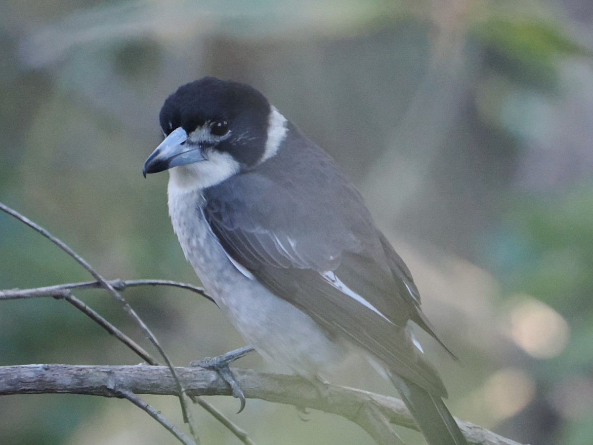 ハイイロモズガラス - ML644518971