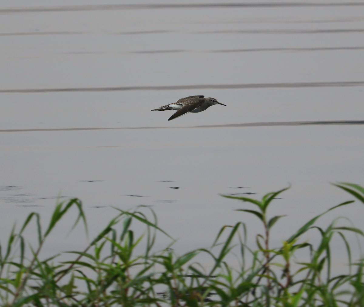 Wood Sandpiper - ML644518975