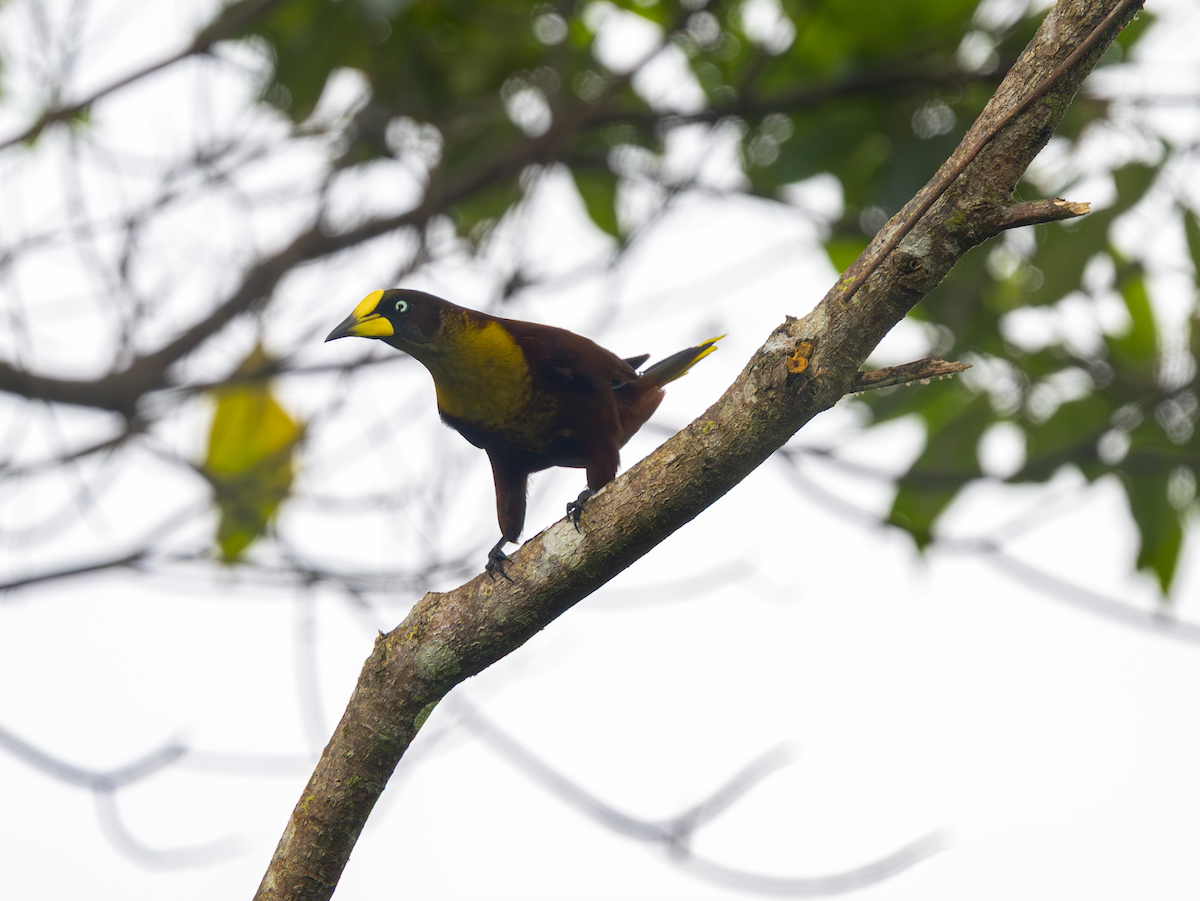 Casqued Cacique - ML644518979