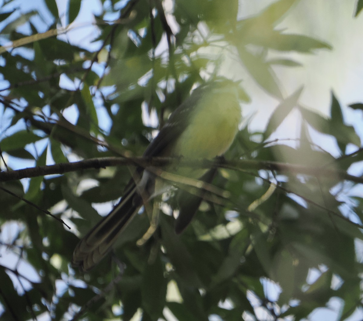 Gray Fantail - ML644518980