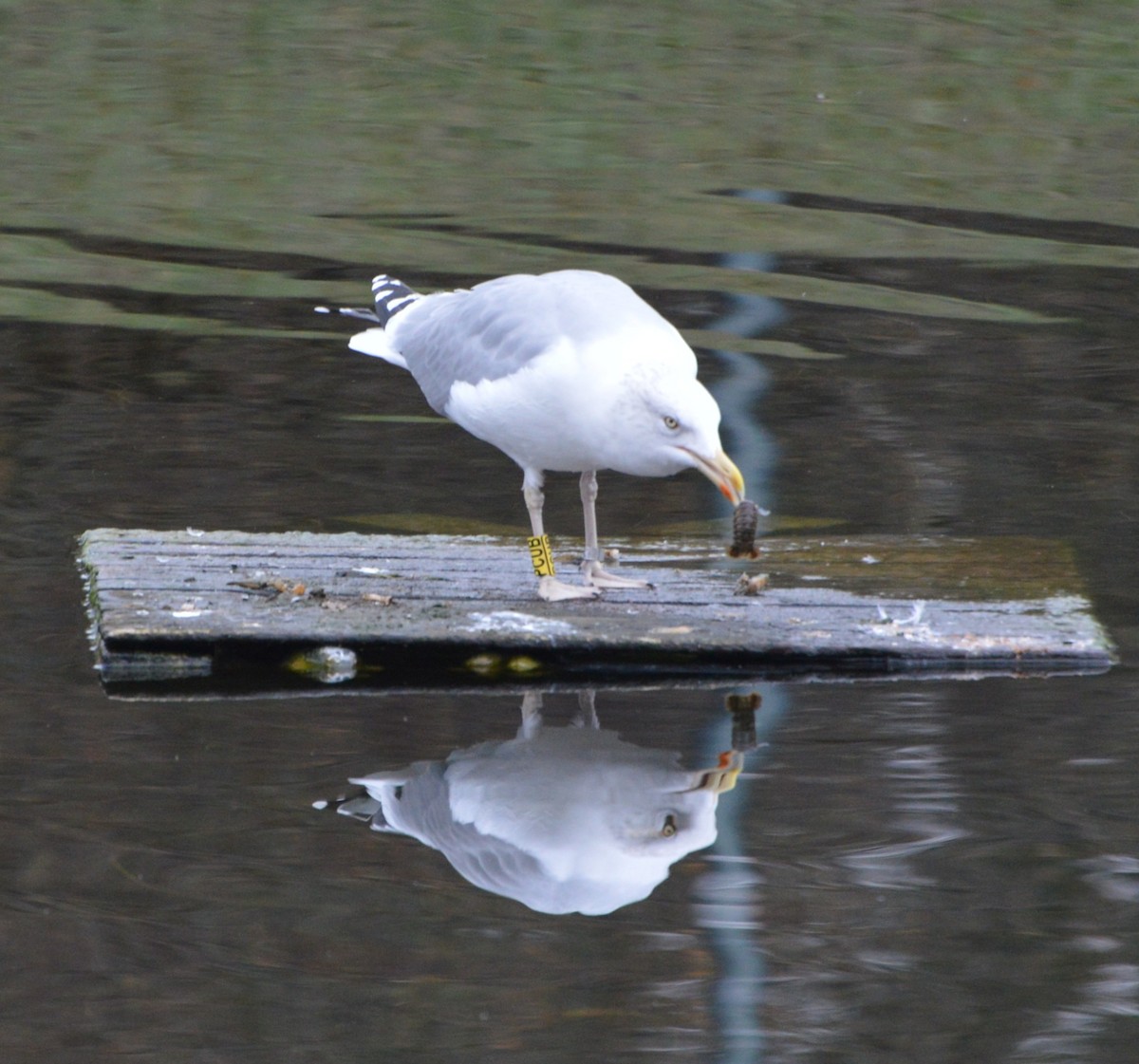 European Herring Gull - ML644518983