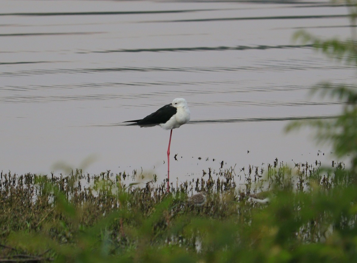 高蹺鴴 - ML644518985