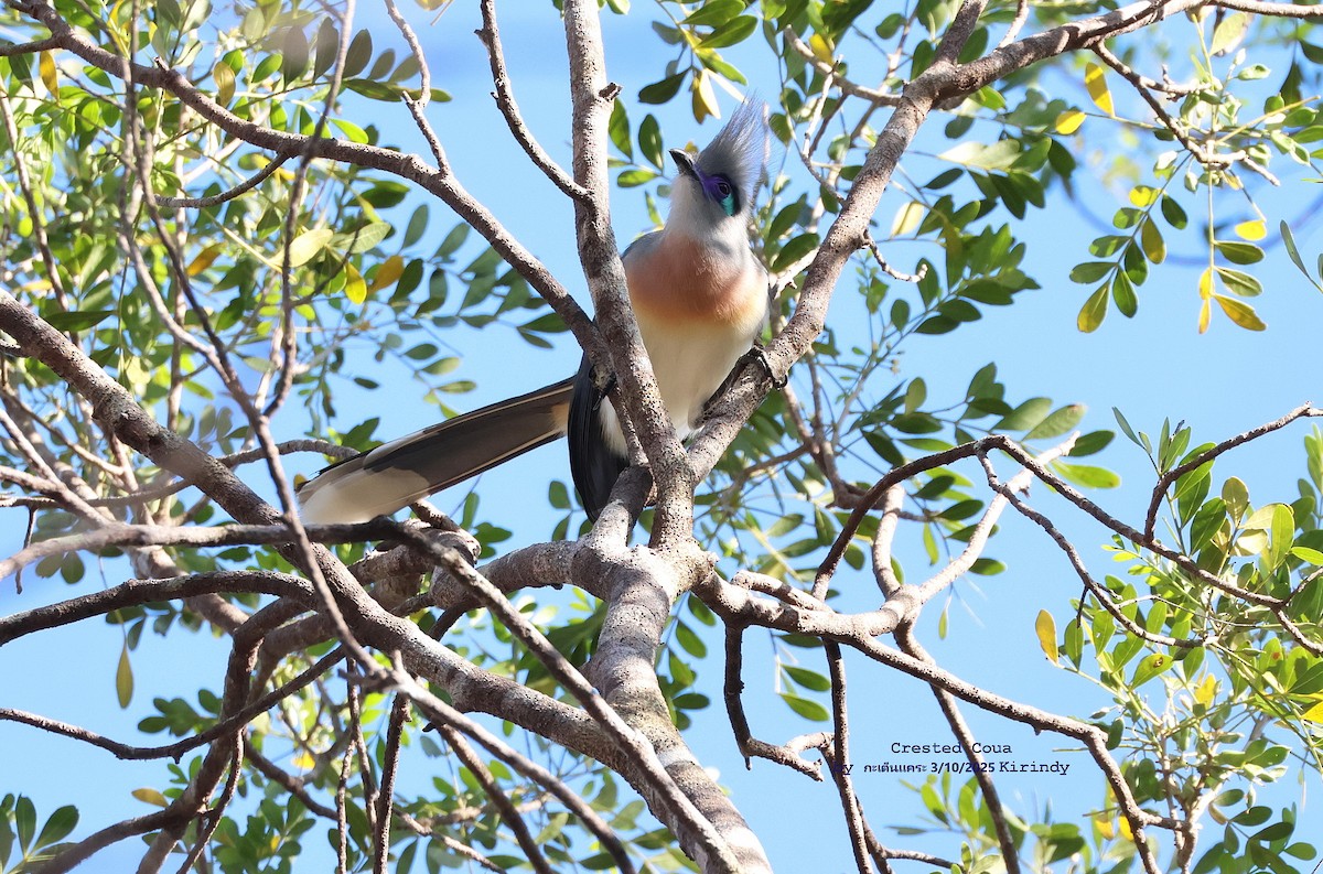 Tepeli Kua - ML644518988