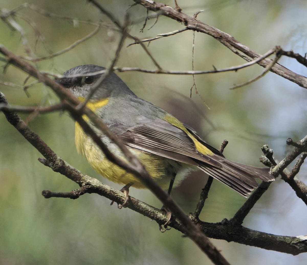 lejsčík žlutý - ML644518989