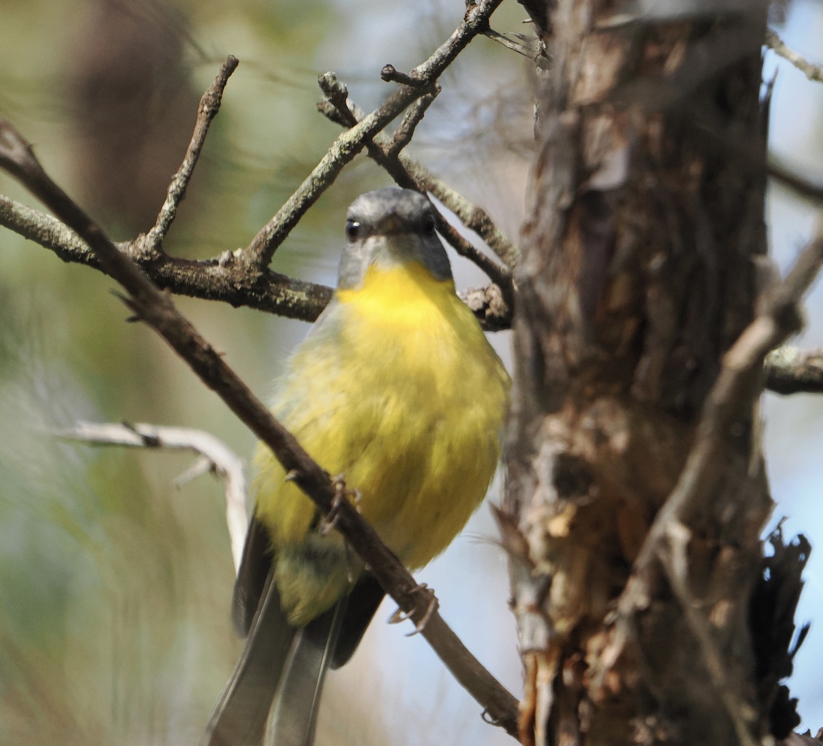 lejsčík žlutý - ML644518990