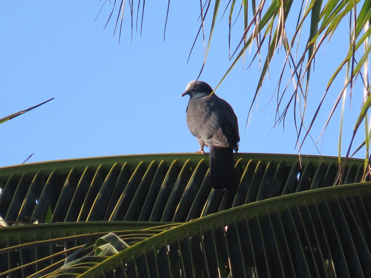 White-crowned Pigeon - ML644518993