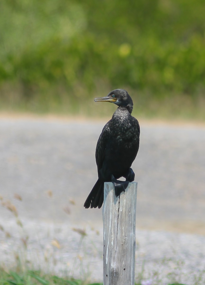 Indian Cormorant - ML644518997