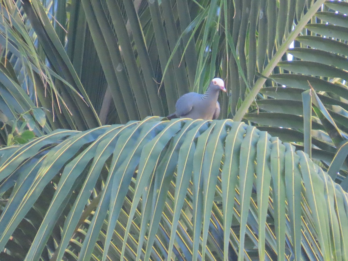 White-crowned Pigeon - ML644519002