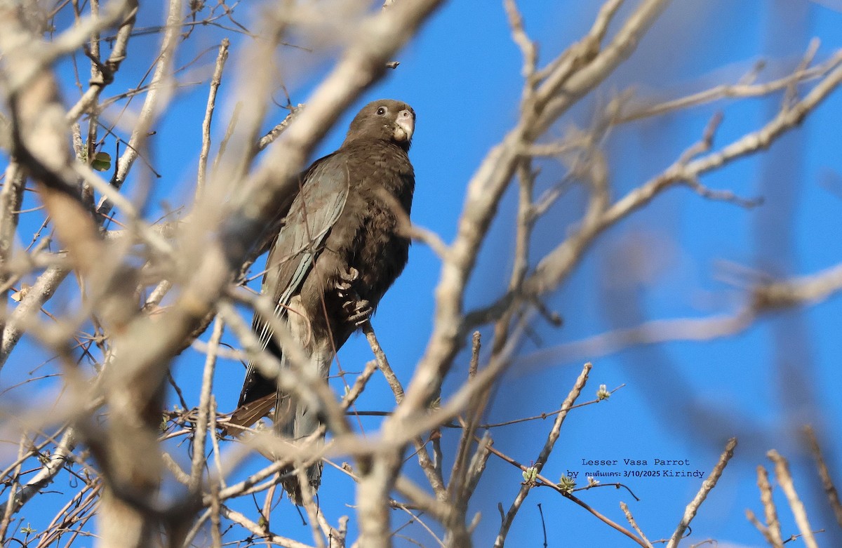 Lesser Vasa Parrot - Argrit Boonsanguan