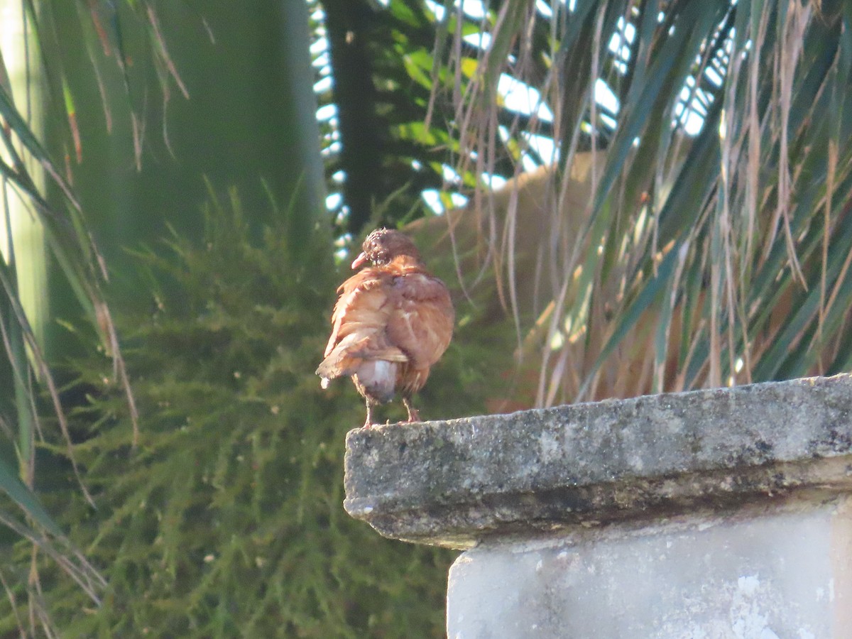 יונת בית - ML644519006