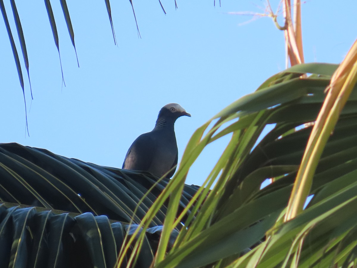 White-crowned Pigeon - ML644519011