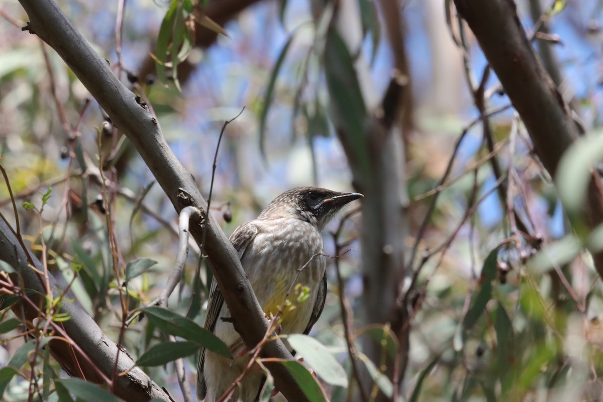 Red Wattlebird - ML644519014
