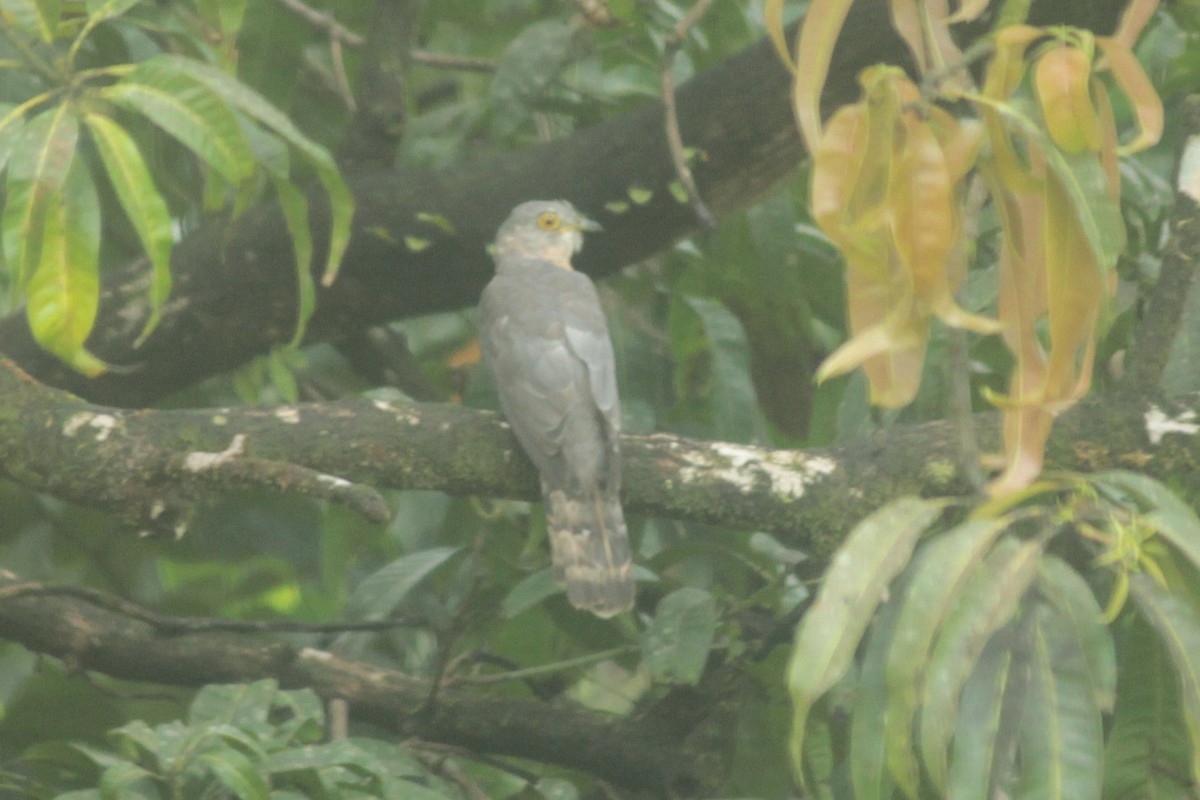 Common Hawk-Cuckoo - ML644519020