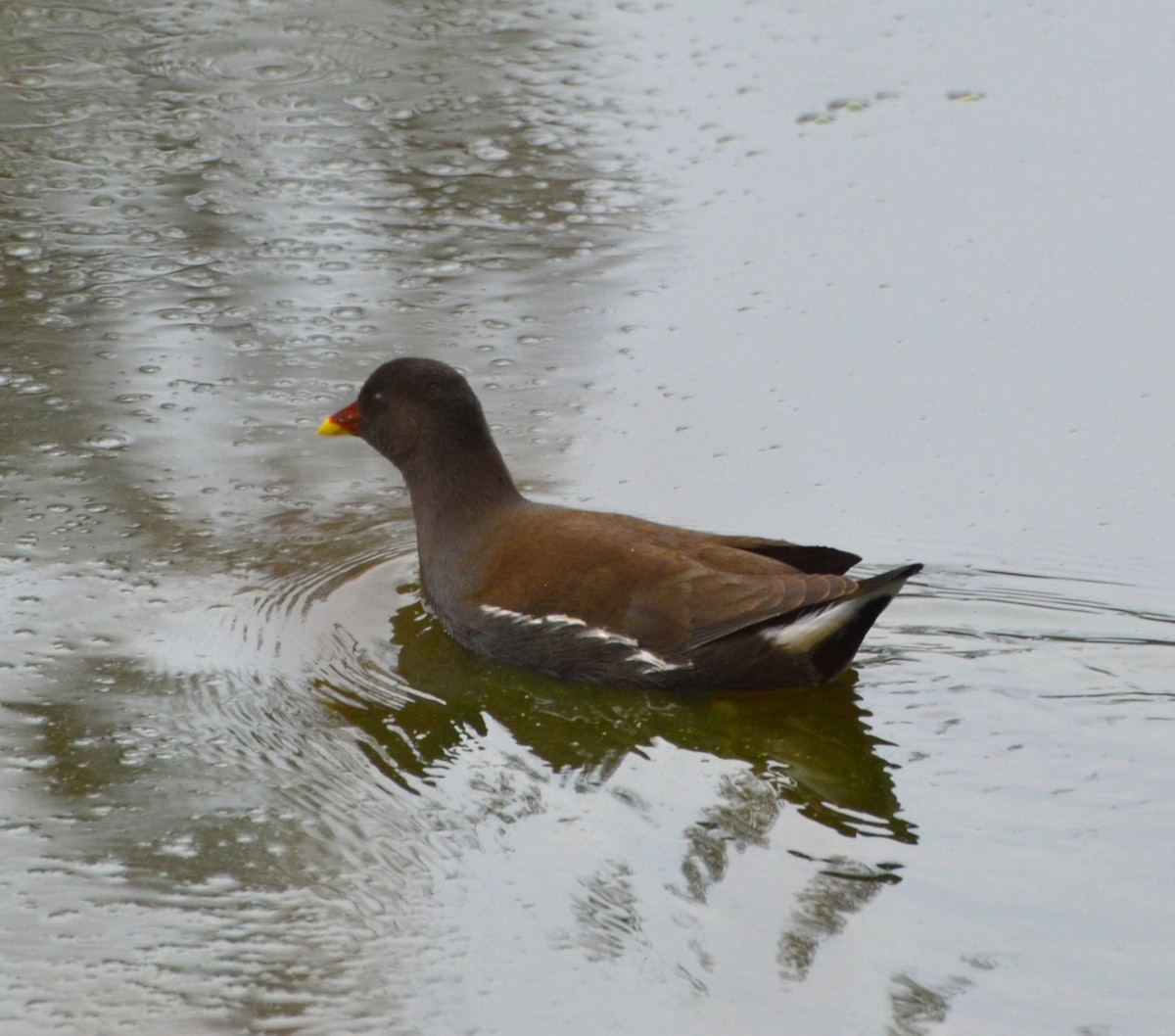 Eurasian Moorhen - ML644519024