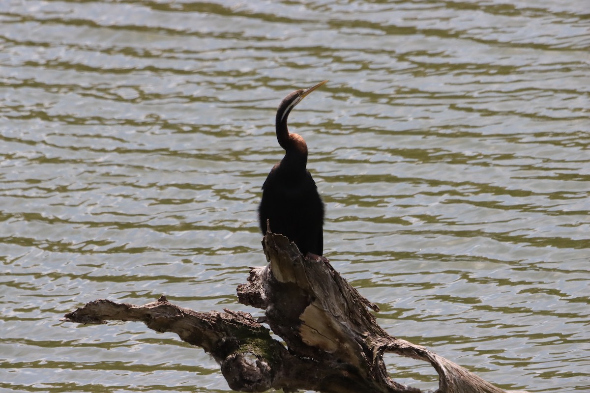 オーストラリアヘビウ - ML644519028