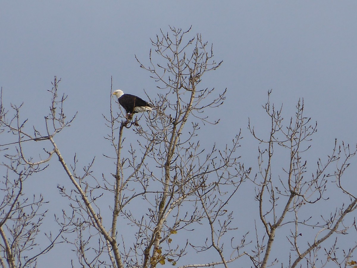 hvithodehavørn - ML644519033