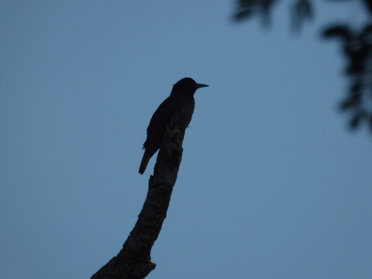 Maroon Oriole - ML644519038