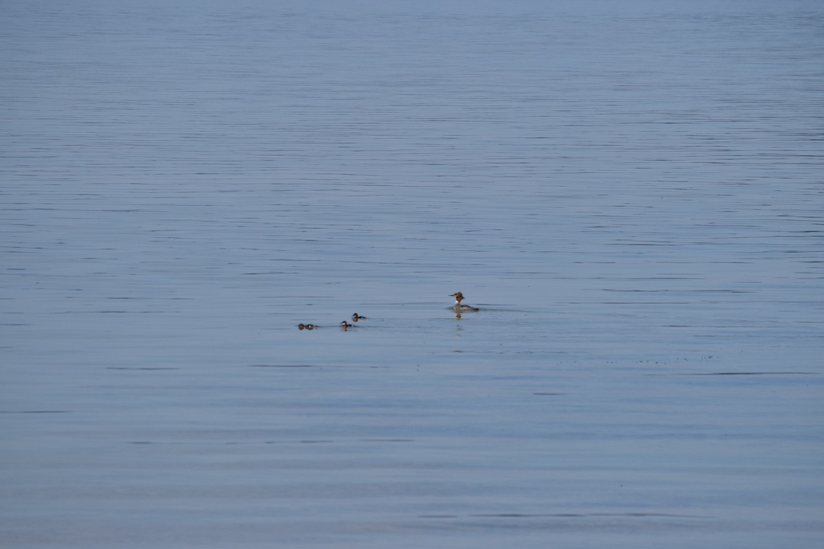 Хумхин бохио - ML644519047