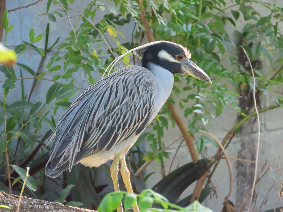 Yellow-crowned Night Heron - ML644519065