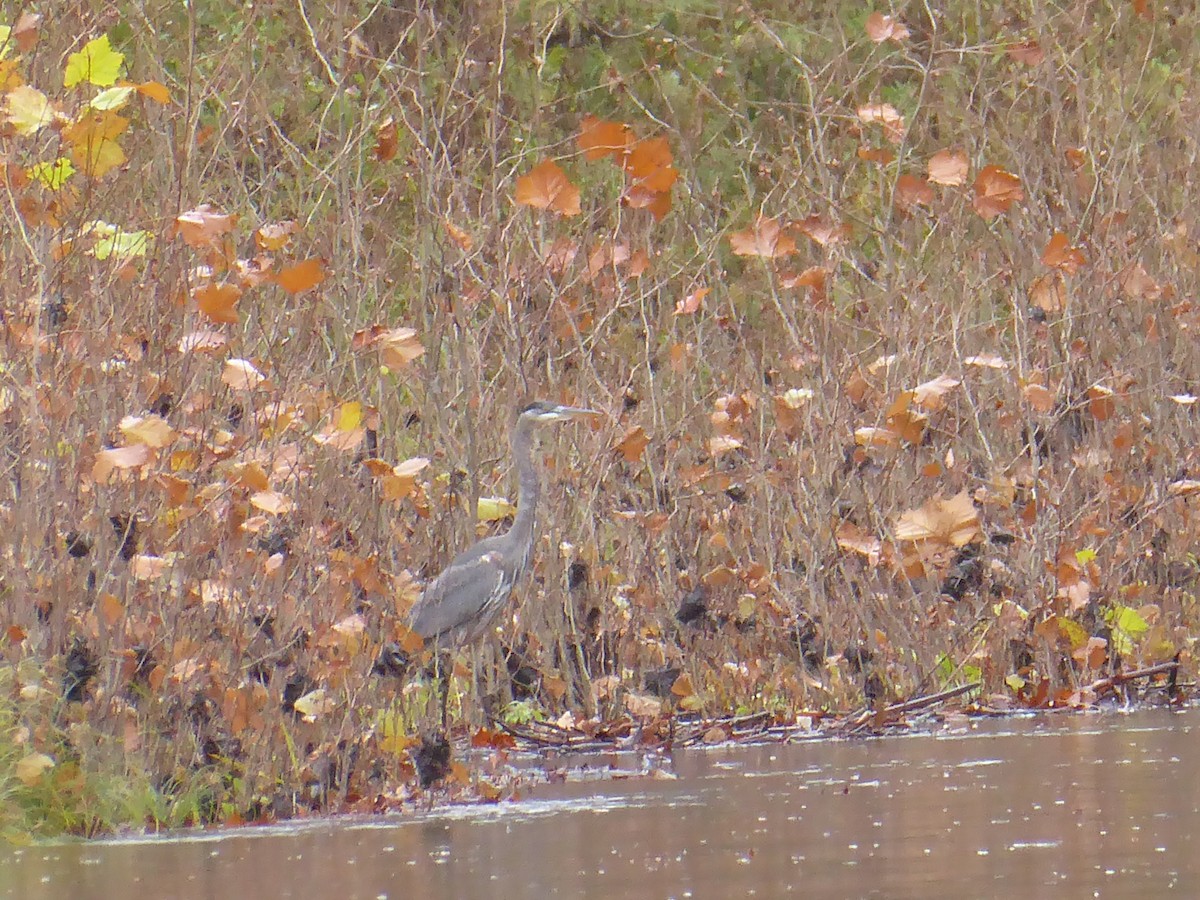 herodiashegre - ML644519070