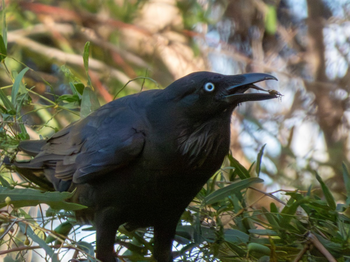 Australian Raven - ML644519071