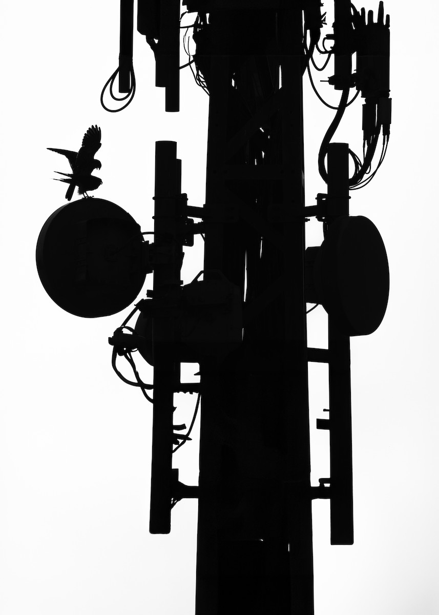 Пустельга - ML644519072