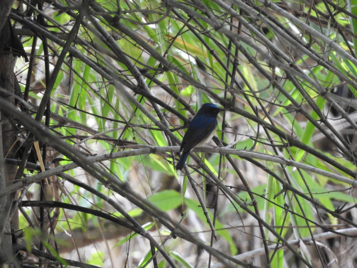 nymfefluesnapper - ML644519080