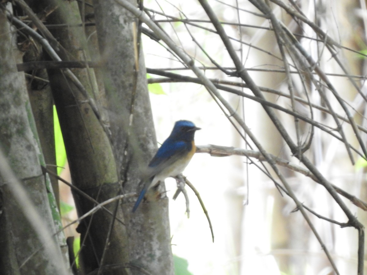 nymfefluesnapper - ML644519081