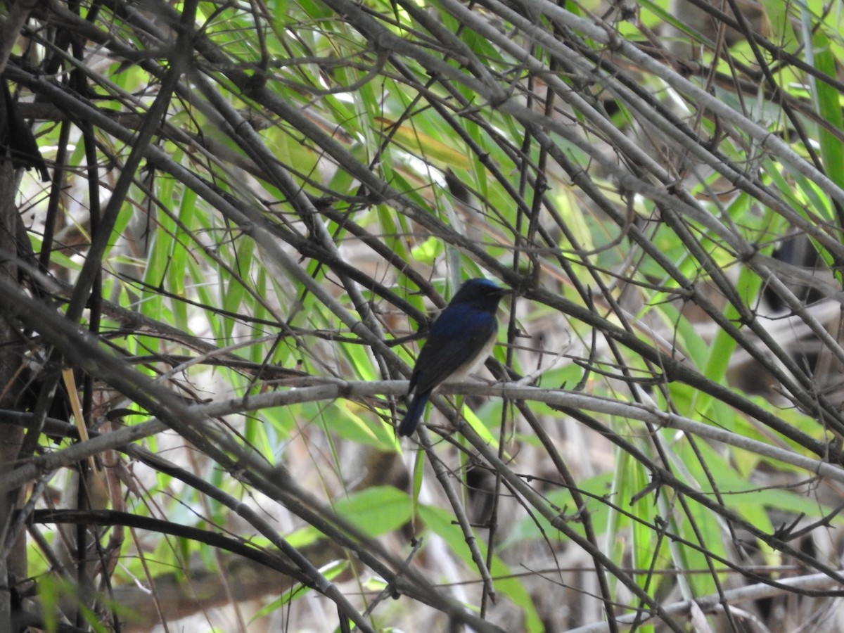 nymfefluesnapper - ML644519082