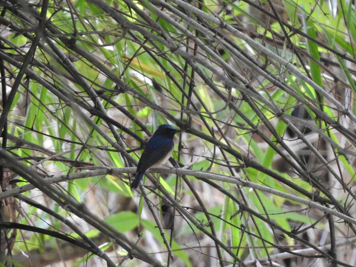 nymfefluesnapper - ML644519083