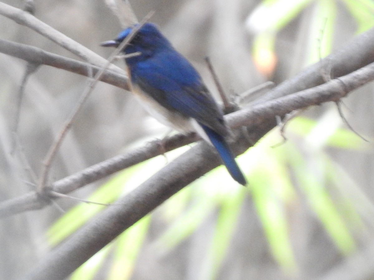 nymfefluesnapper - ML644519084