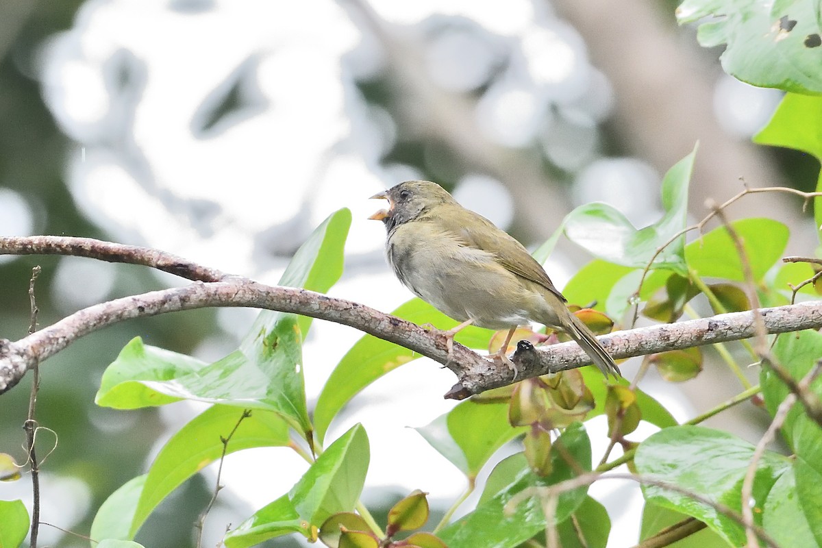 Cici verdinère - ML644519086