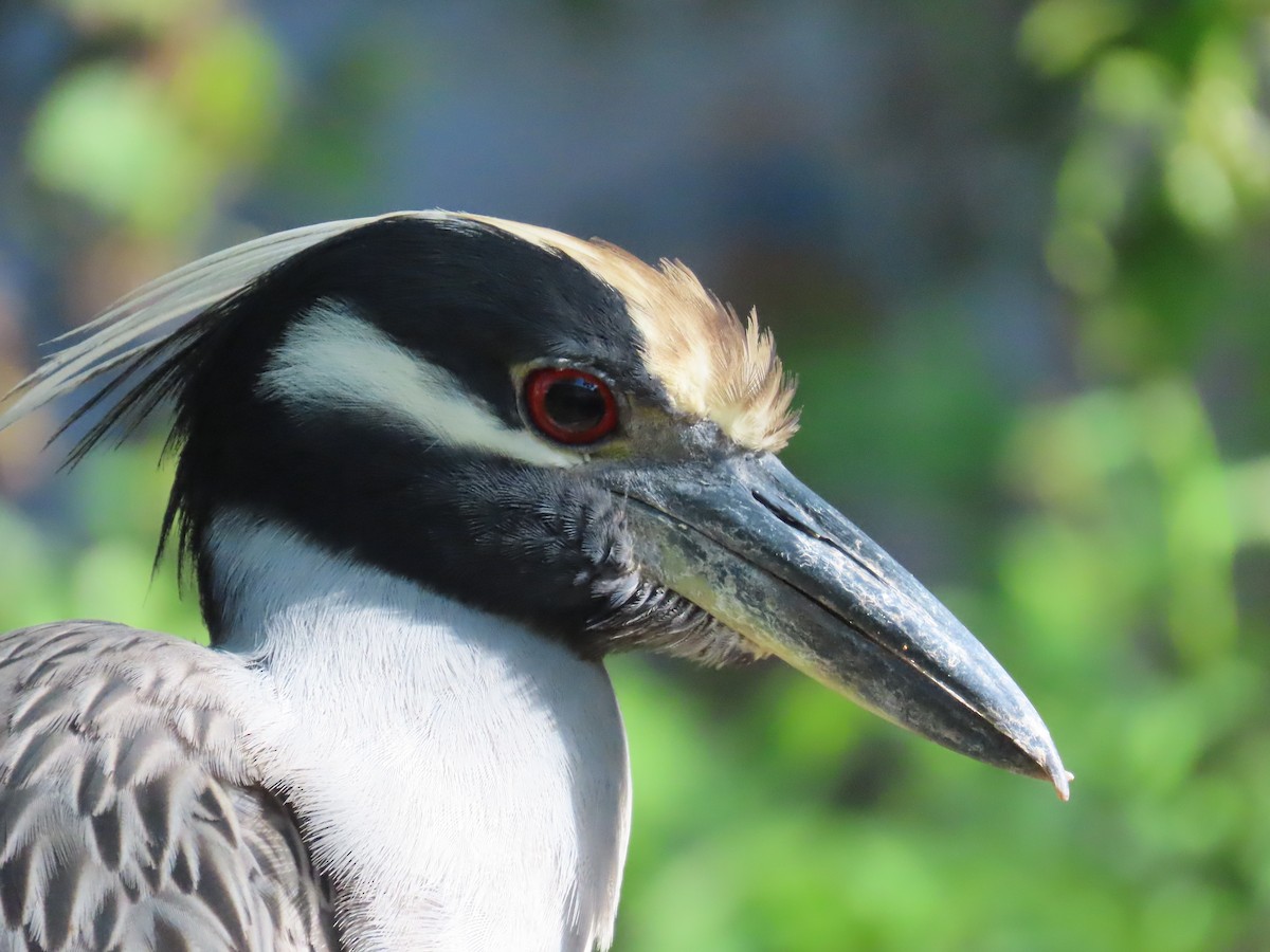 Yellow-crowned Night Heron - ML644519088
