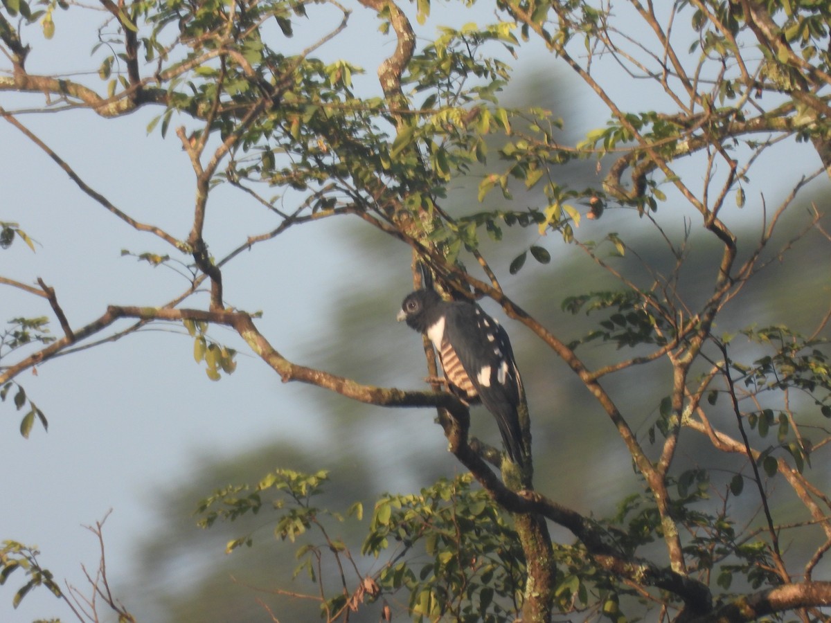 Шуляк чорний - ML644519093