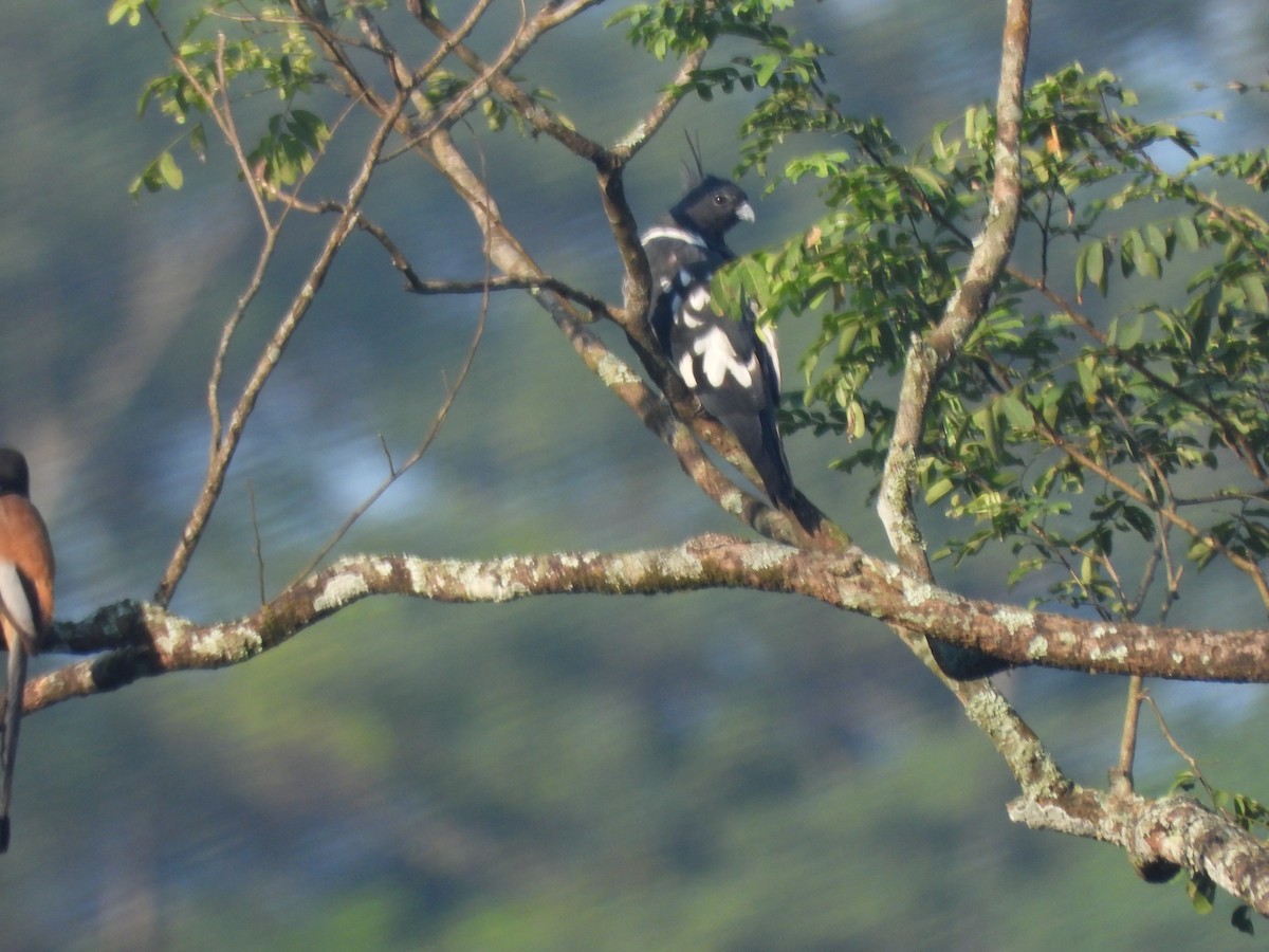 Шуляк чорний - ML644519094