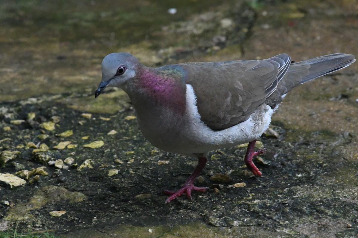 シロハラシャコバト - ML644519098