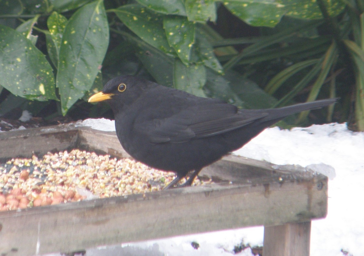 Eurasian Blackbird - ML644519103