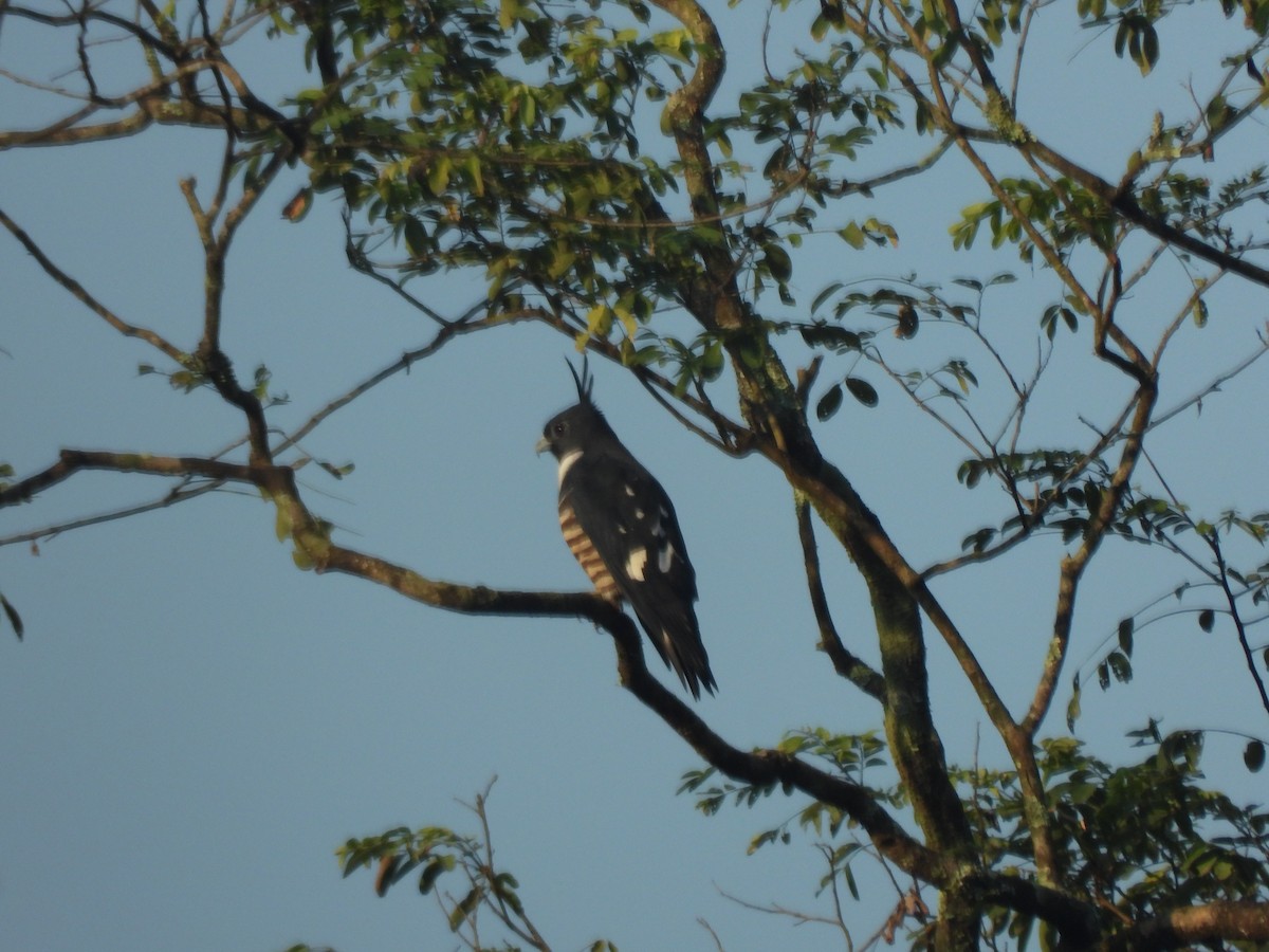 Шуляк чорний - ML644519104