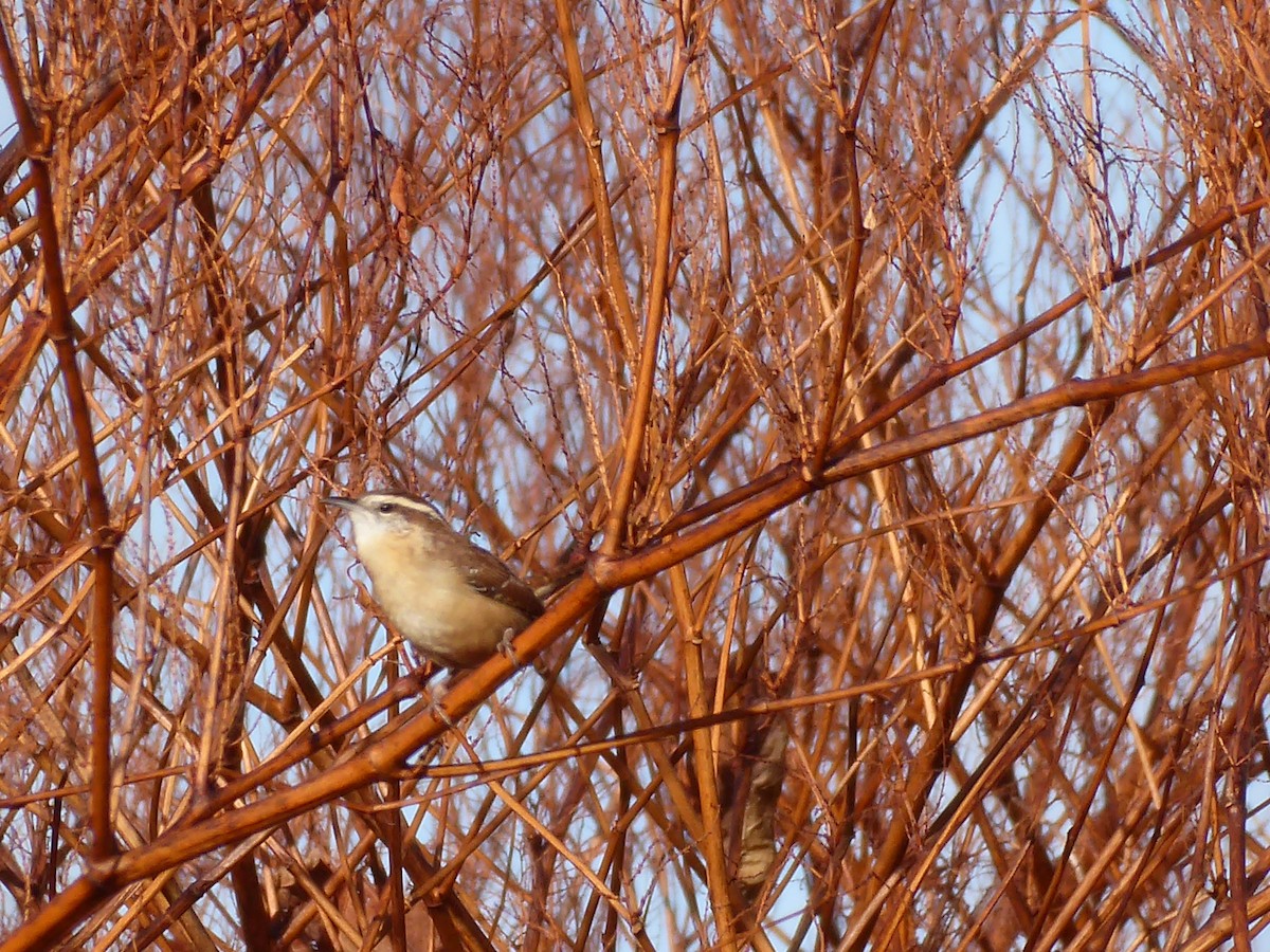 Carolina Wren - ML644519135