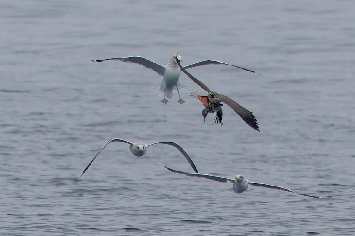 Faucon pèlerin - ML644519147