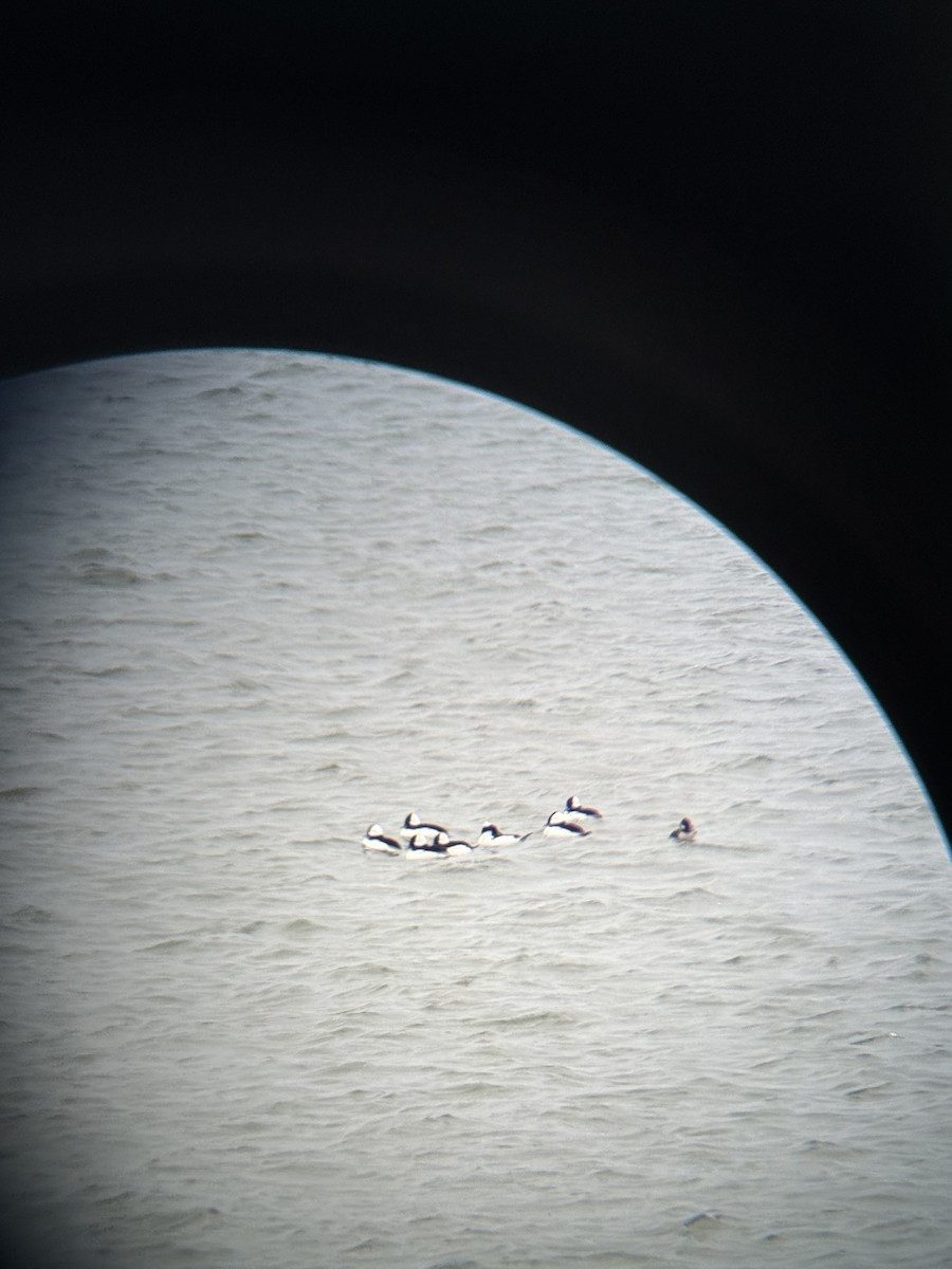 Bufflehead - ML644519151