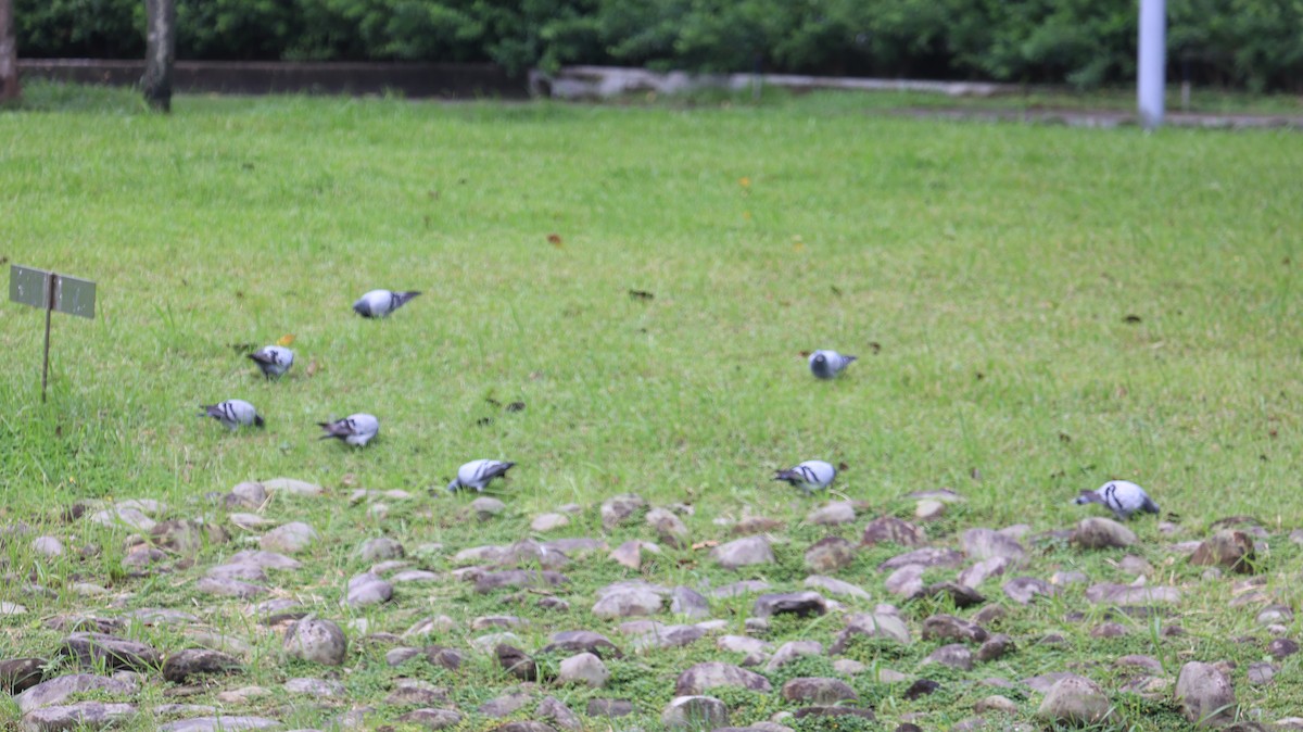 יונת בית - ML644519154