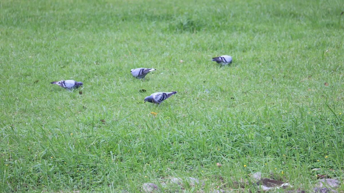 יונת בית - ML644519155