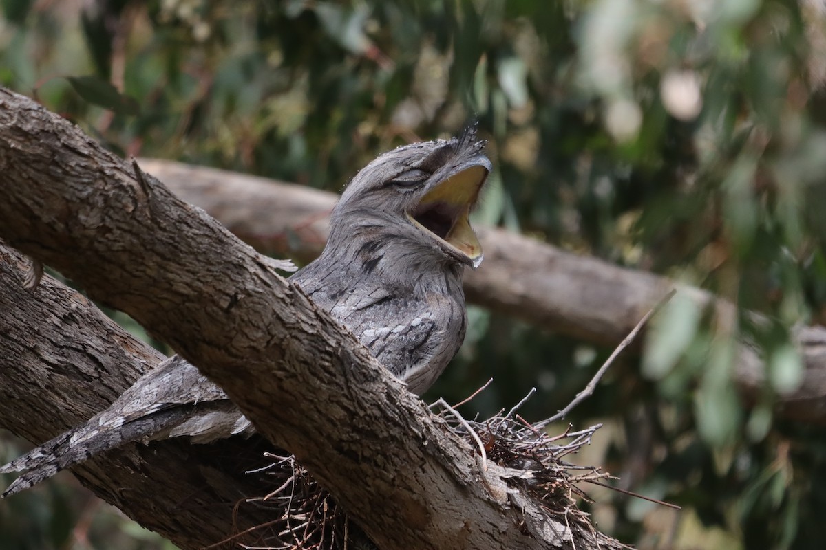 Tawny Frogmouth - ML644519158