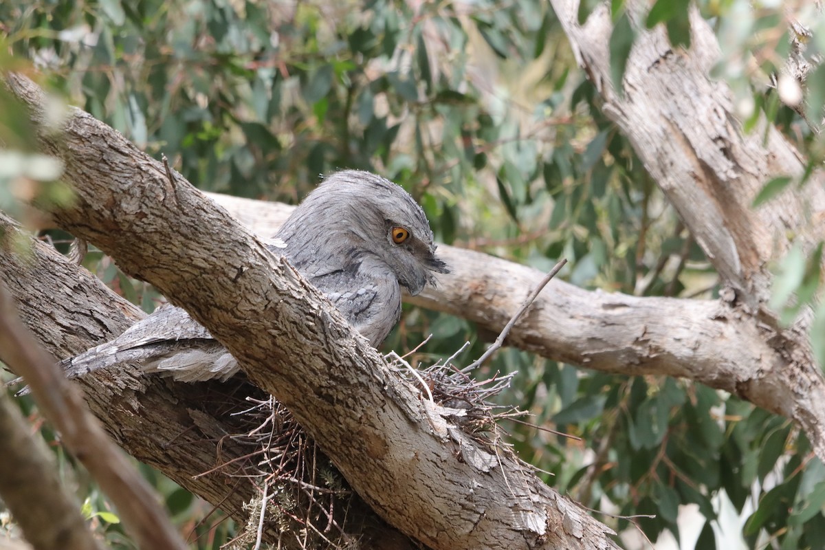 Tawny Frogmouth - ML644519159